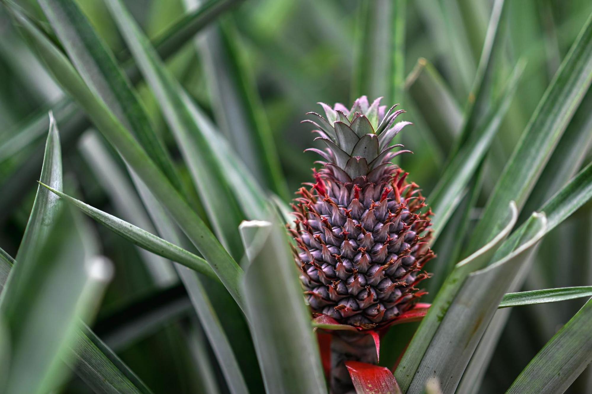 Pineapple Studio Ponta Delgada Kültér fotó