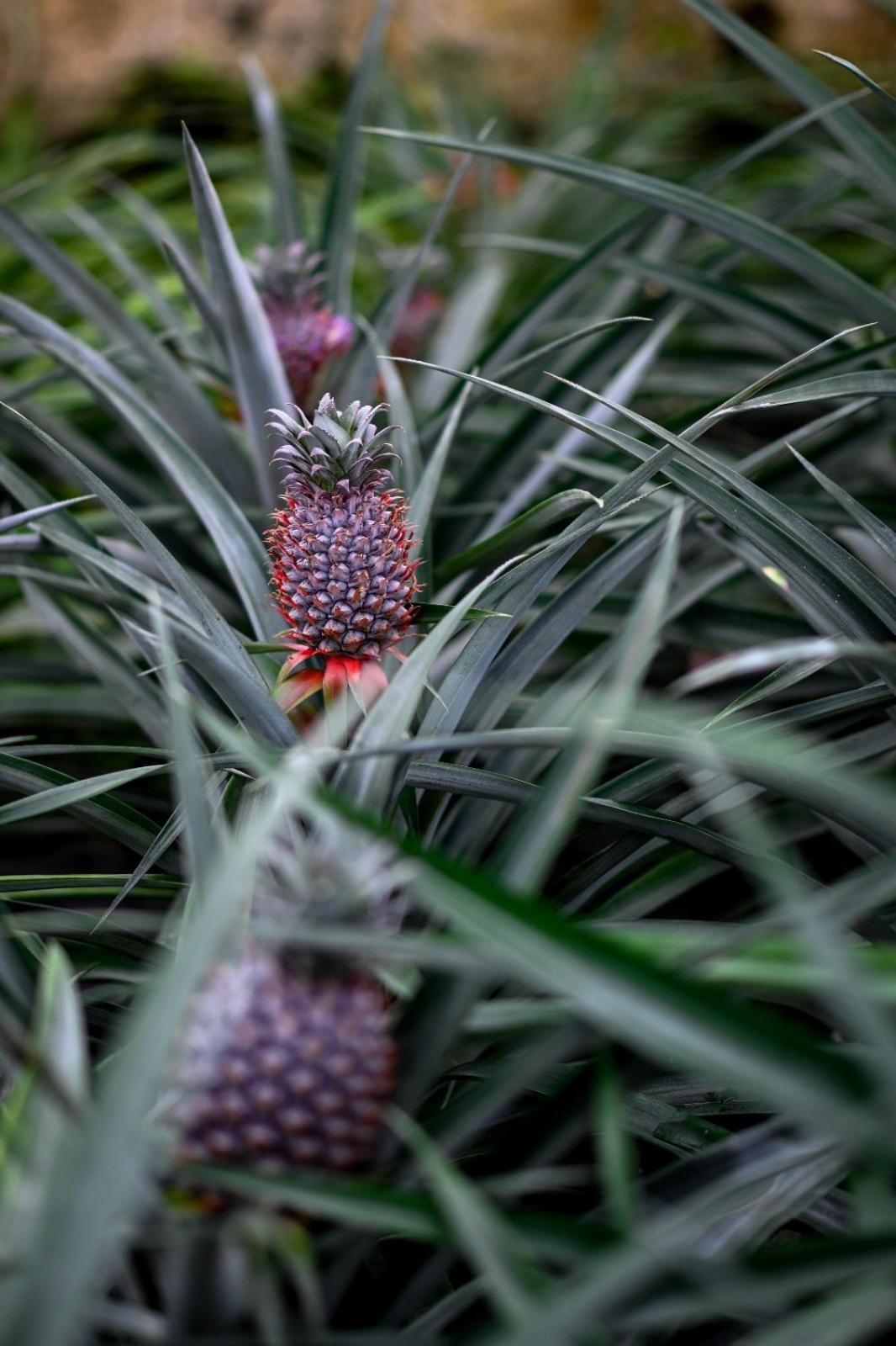 Pineapple Studio Ponta Delgada Kültér fotó