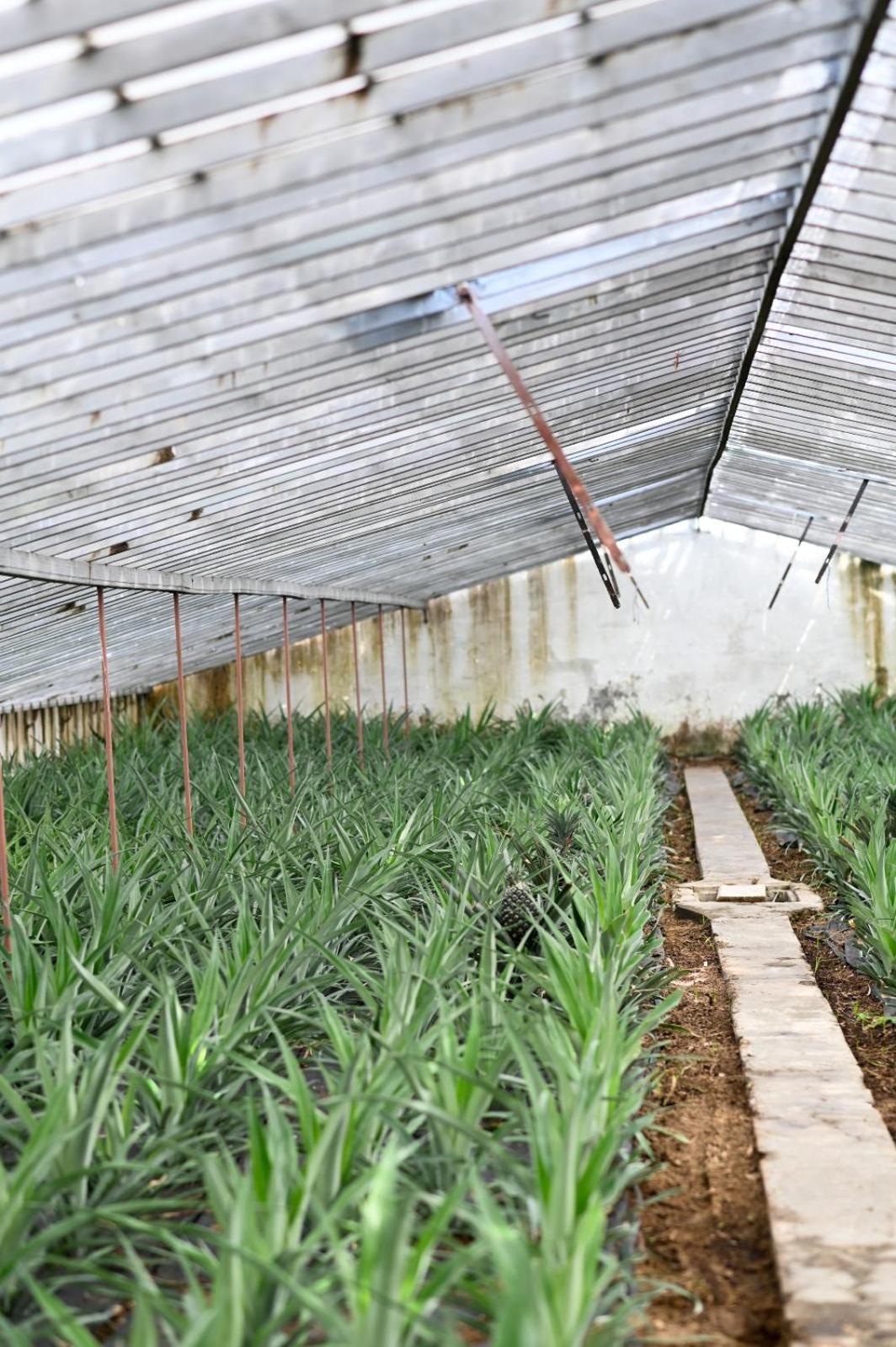 Pineapple Studio Ponta Delgada Kültér fotó