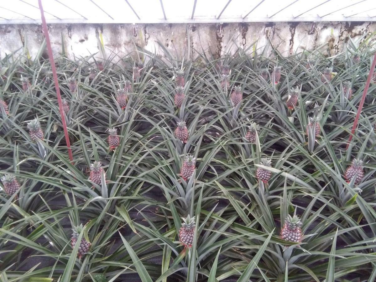Pineapple Studio Ponta Delgada Kültér fotó