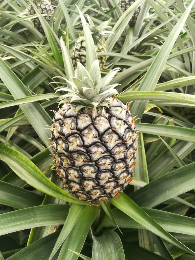 Pineapple Studio Ponta Delgada Kültér fotó
