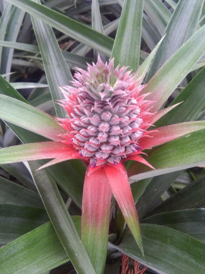 Pineapple Studio Ponta Delgada Kültér fotó